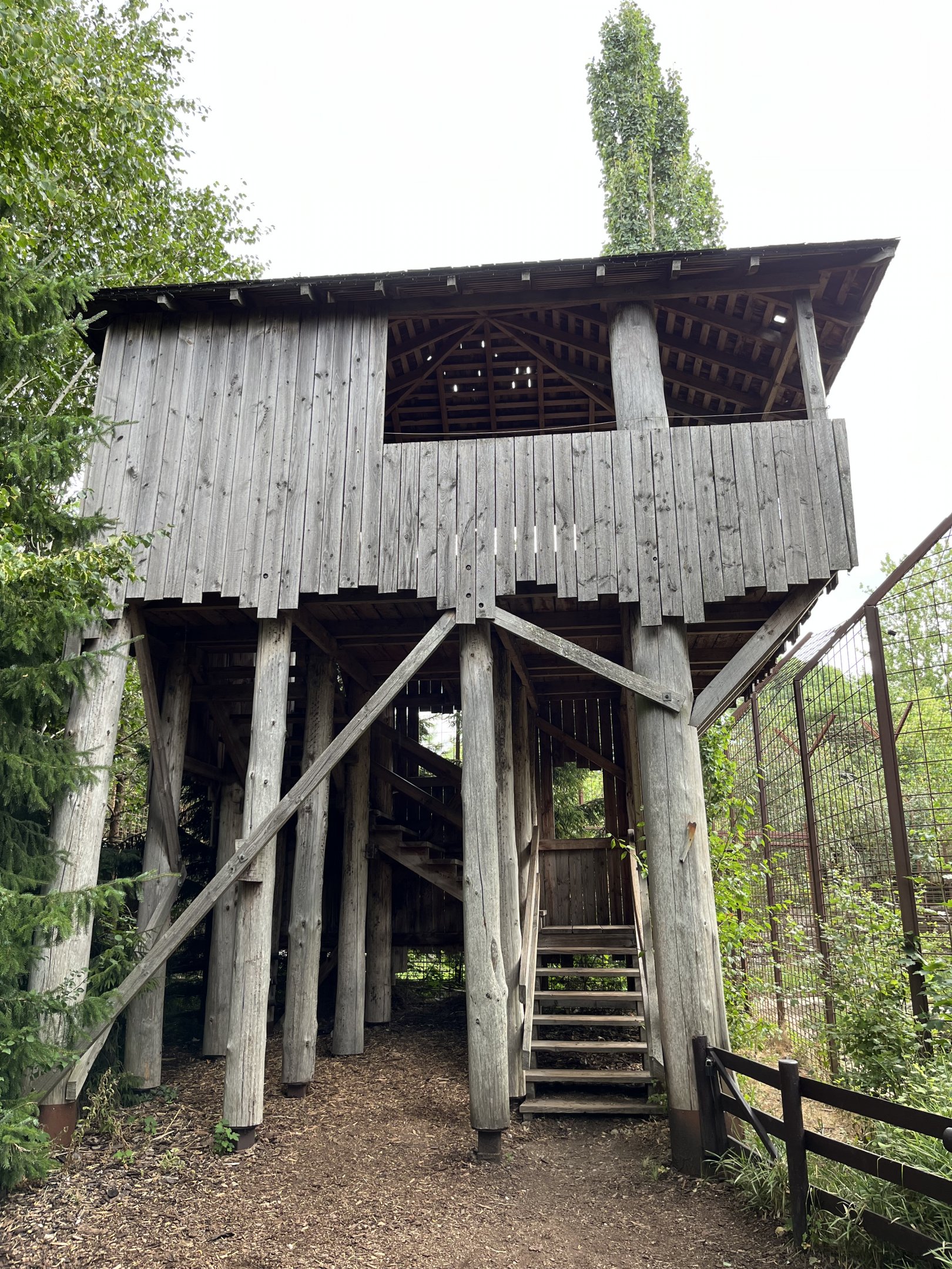 Amur Tiger Exhibit - viewing platform