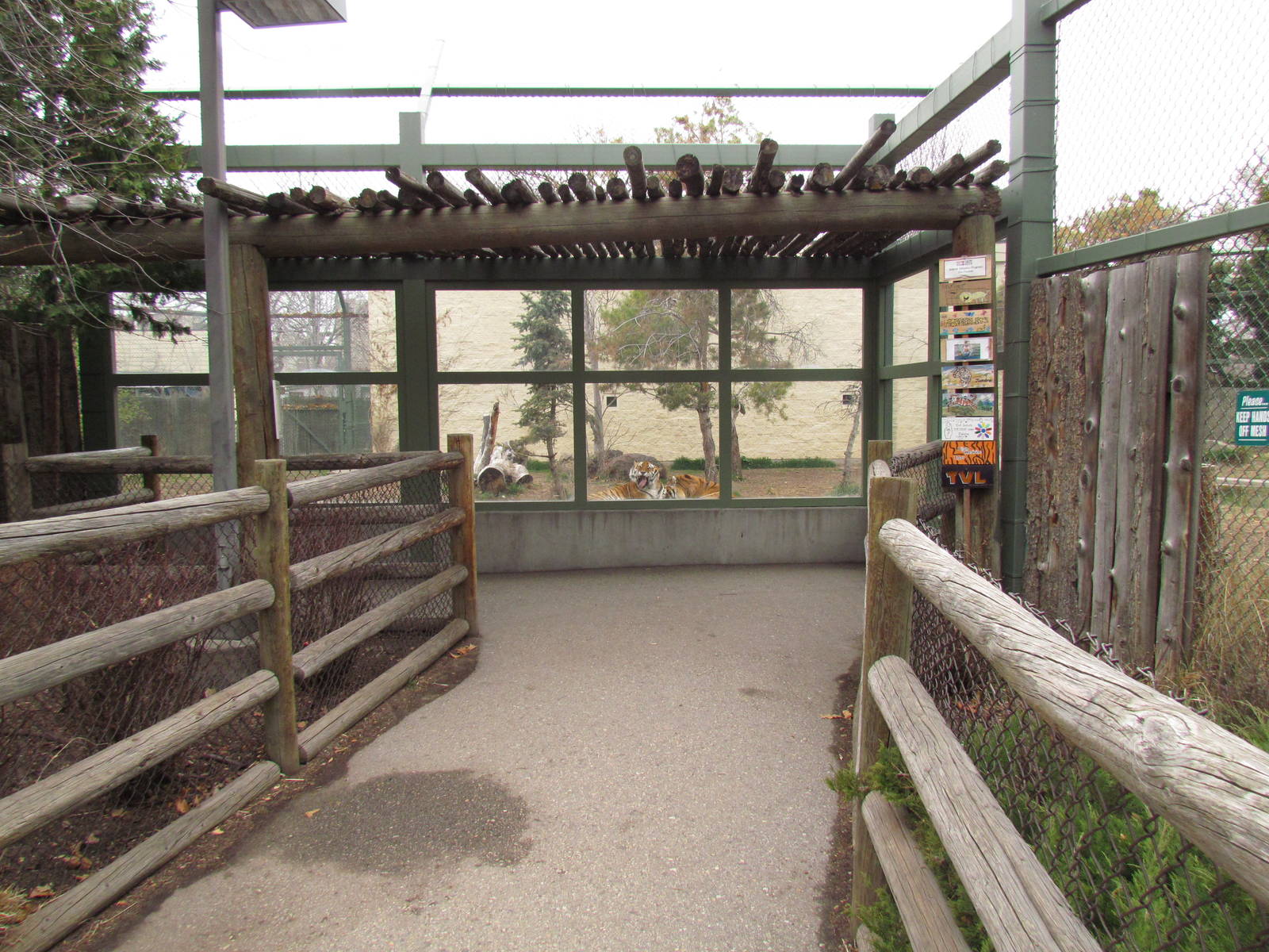 Amur Tiger Exhibit Viewing