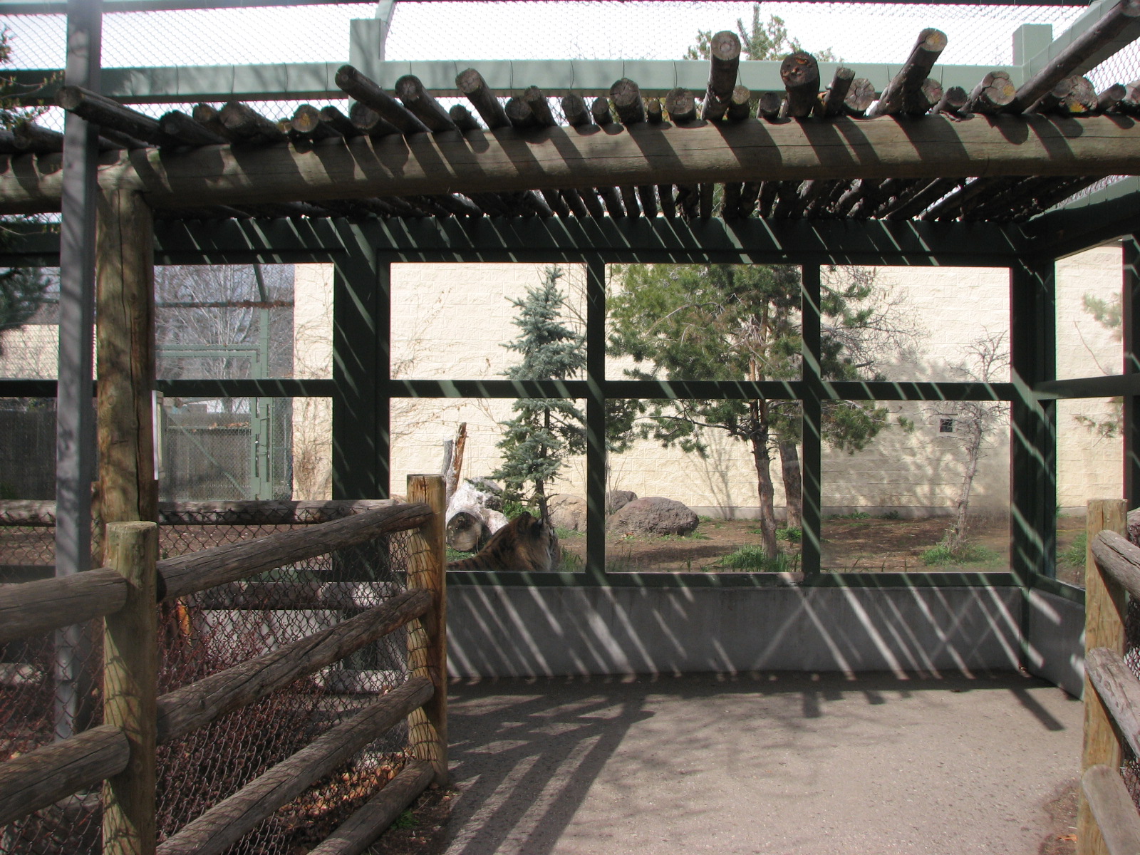 Amur Tiger Exhibit Viewing