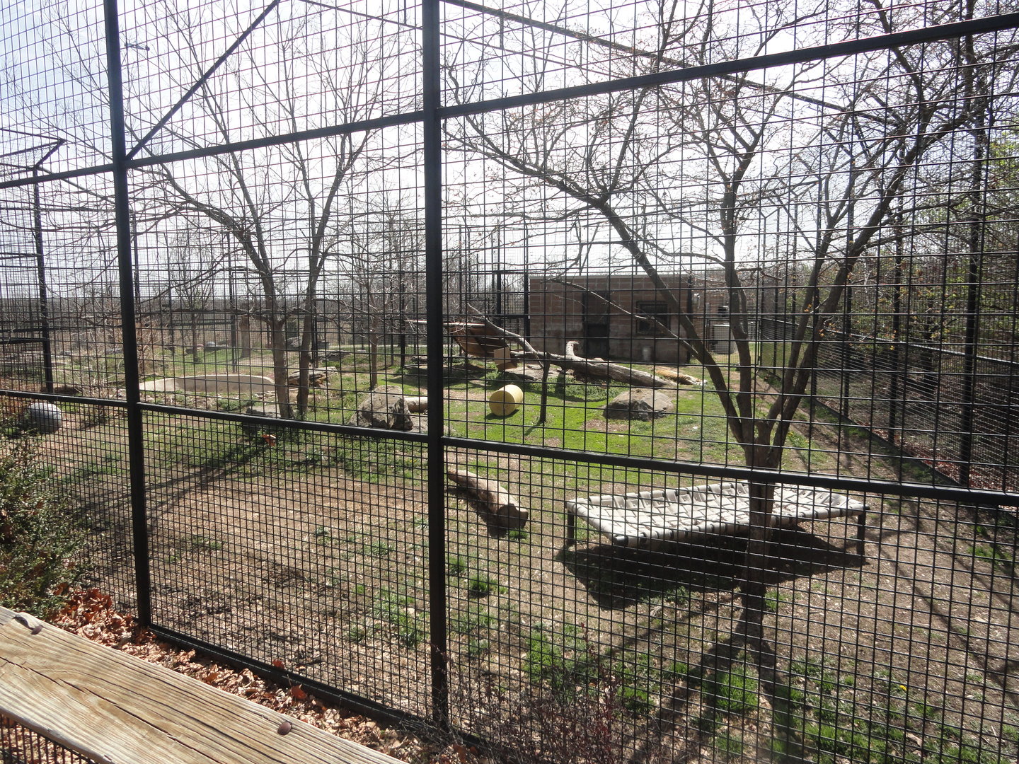 Amur Tiger Exhibit West