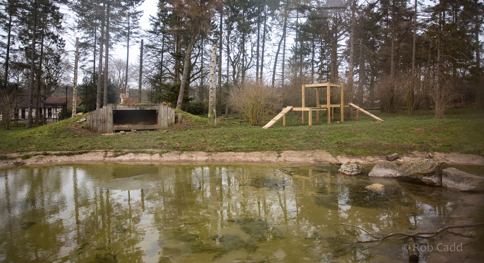 Amur tiger (exhibit) : Whipsnade : 25 Jan 2015