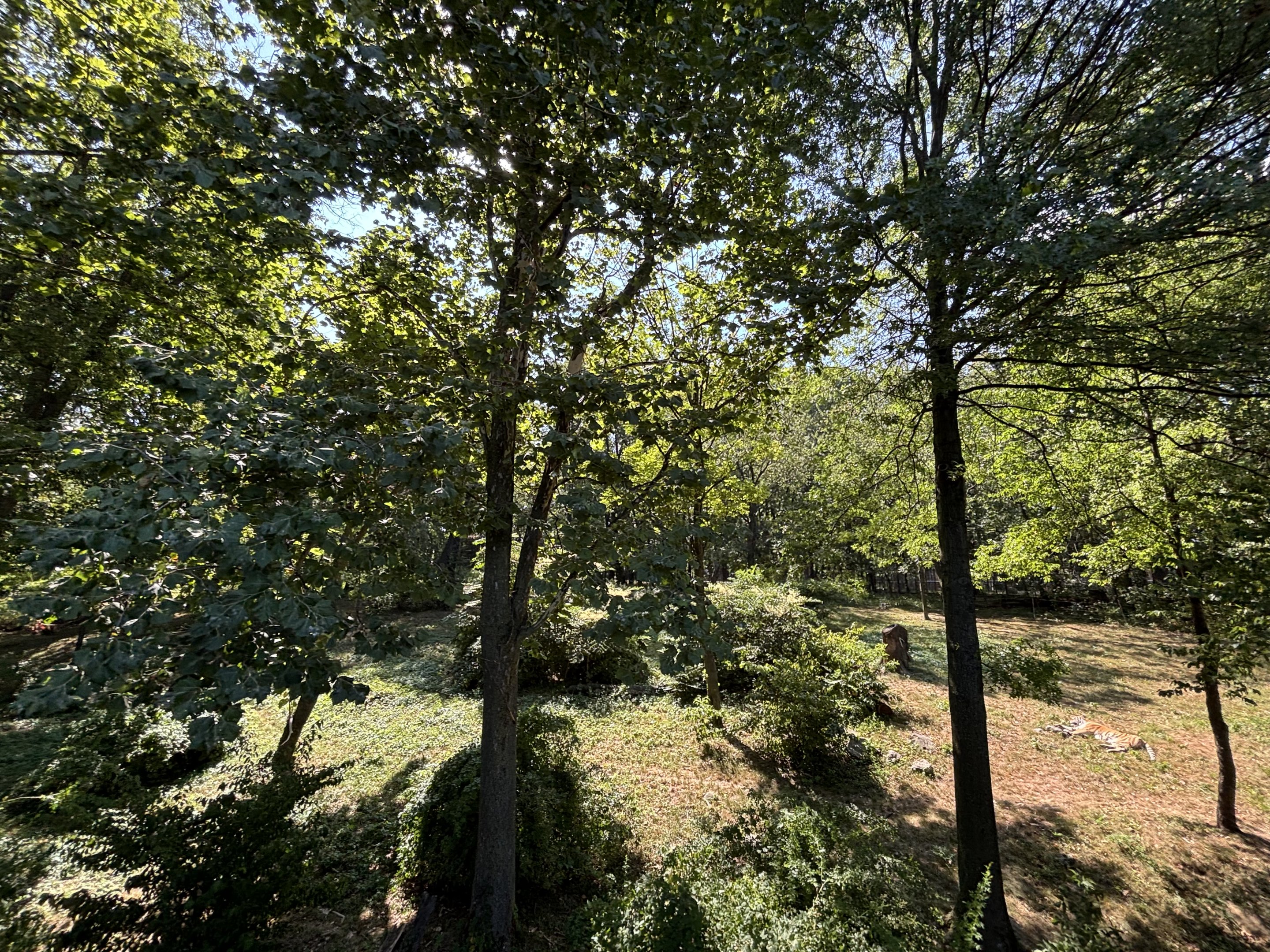 Amur Tiger Exhibit - Wild Asia