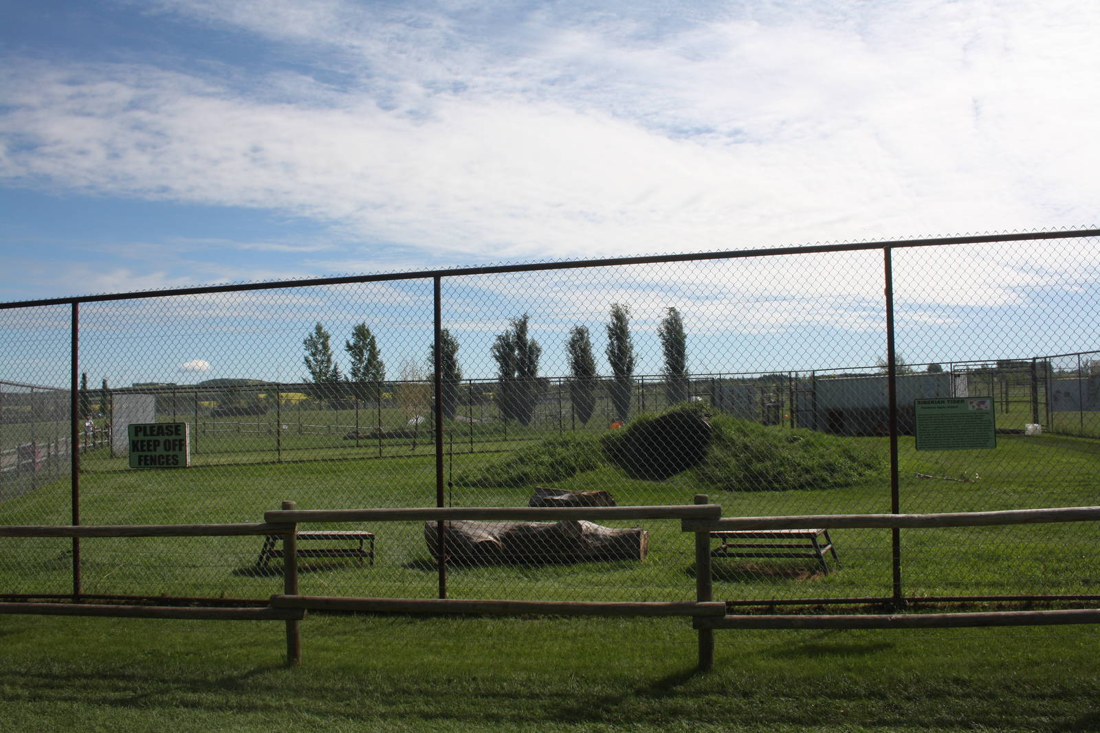 Amur Tiger Exhibit (with an 11-foot fence?)