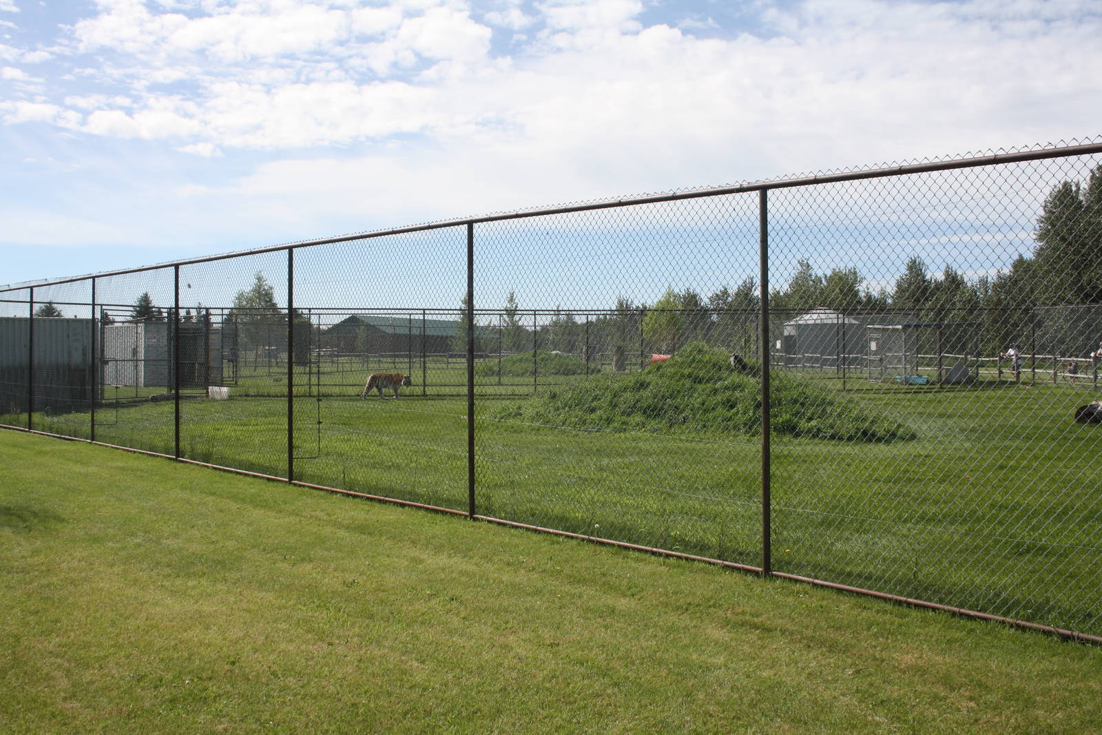 Amur Tiger Exhibit (with an 11-foot fence?)