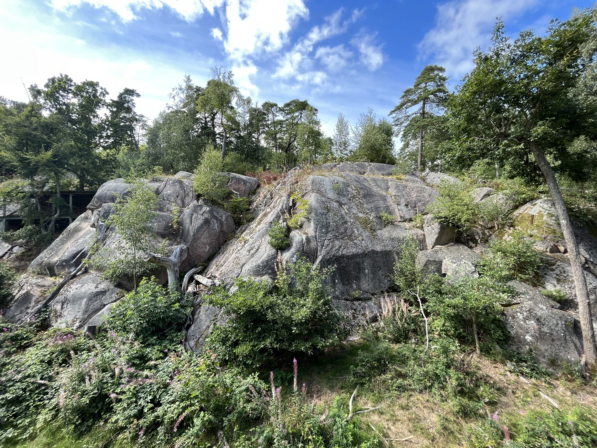 Amur Tiger Exhibit - wow!