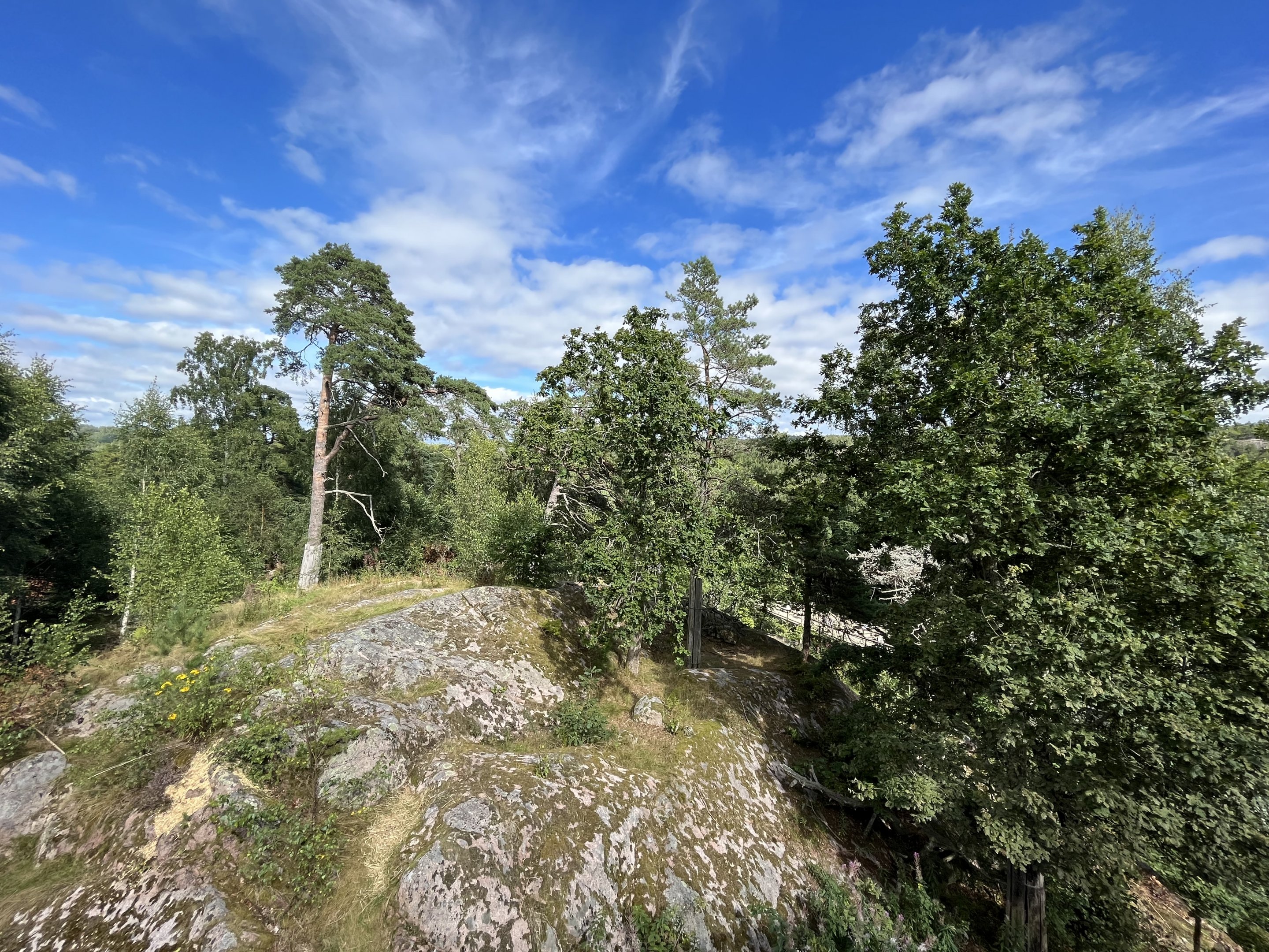 Amur Tiger Exhibit - yowza!