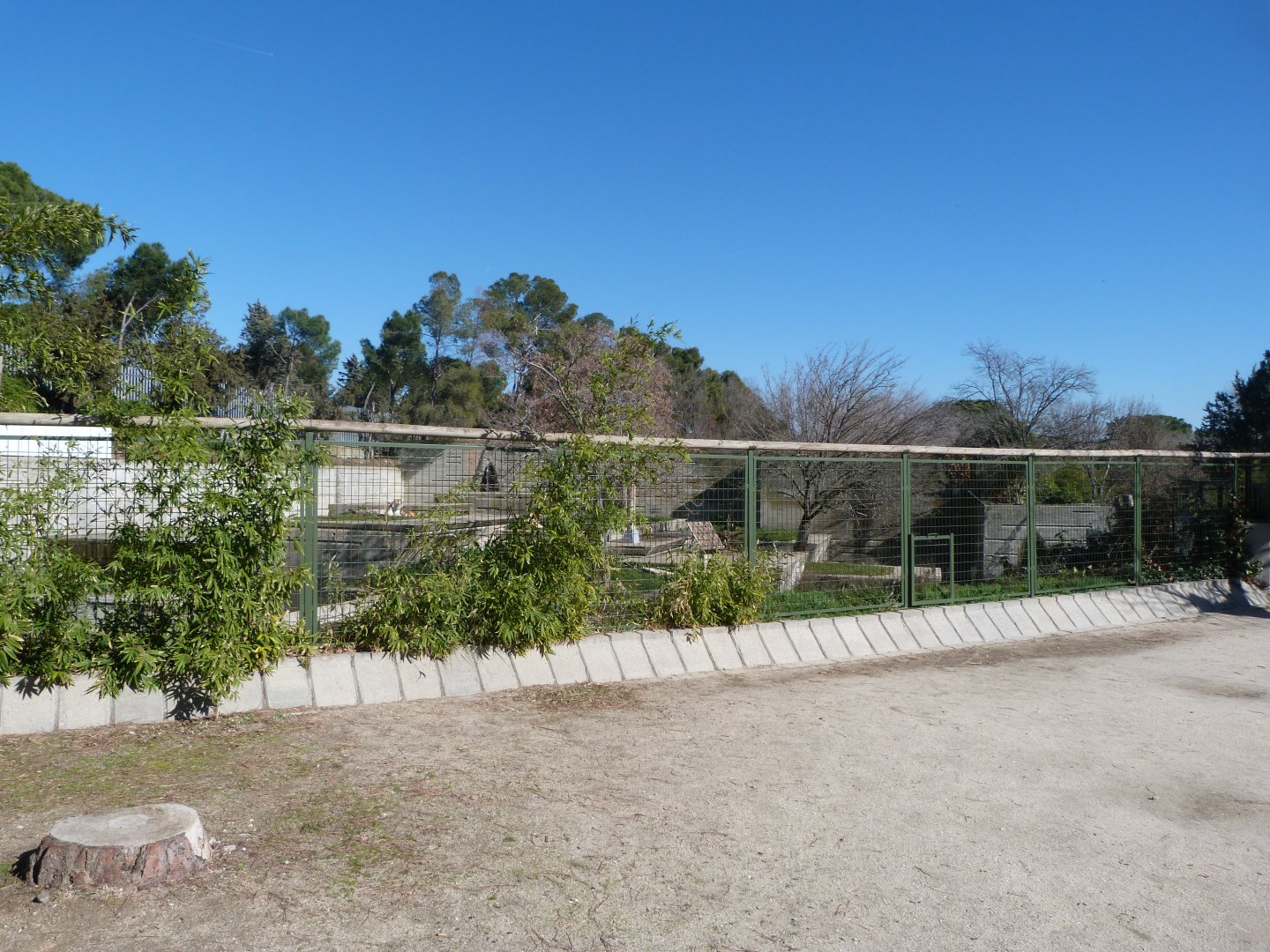 Amur tiger exhibit -Zoo Aquarium de Madrid (2025)