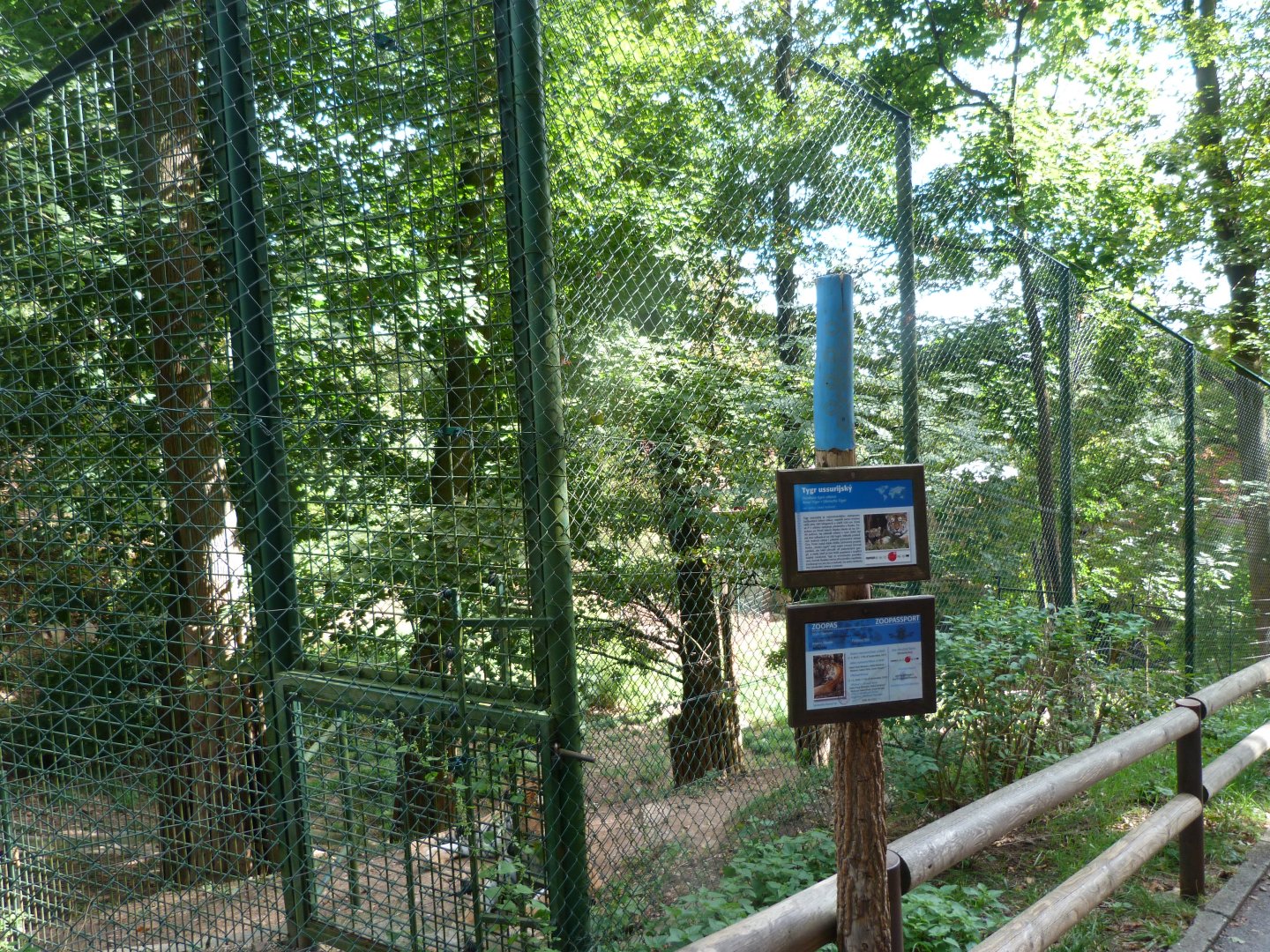 Amur tiger exhibit -Zoo Plzeň (2025)