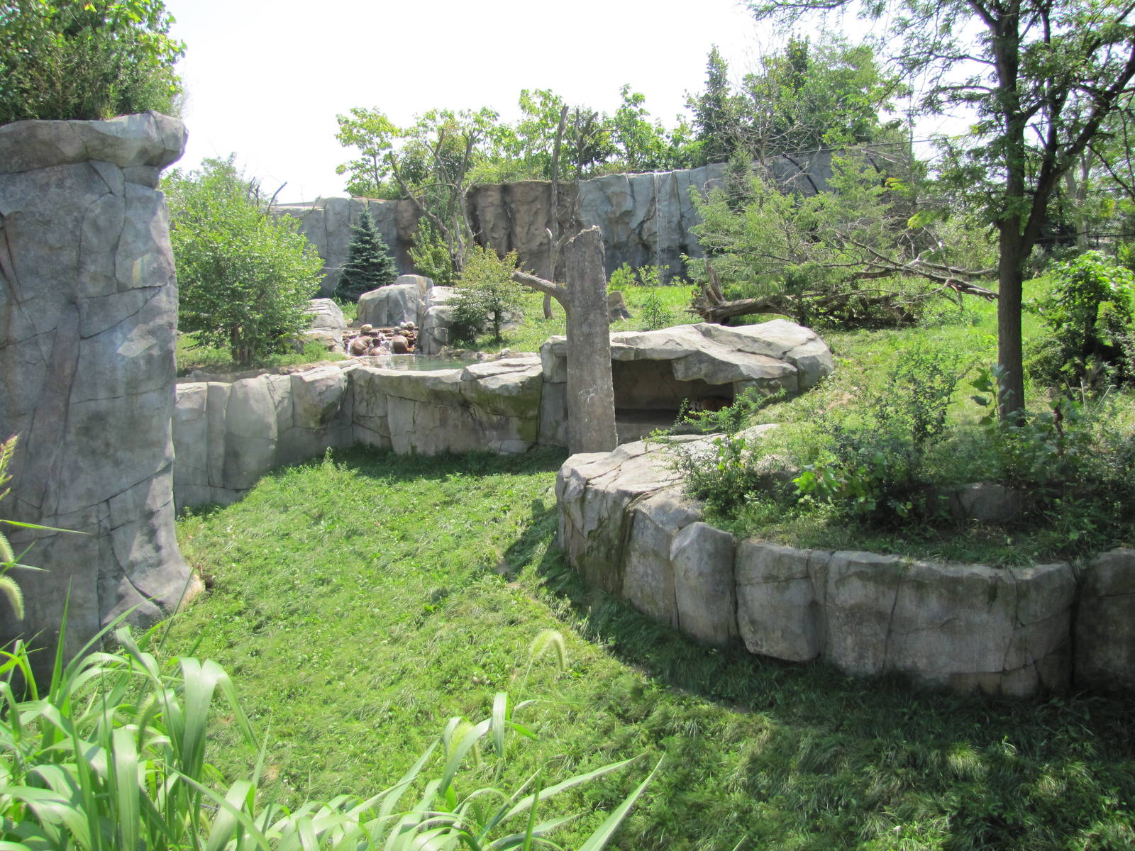 Amur Tiger Exhibit