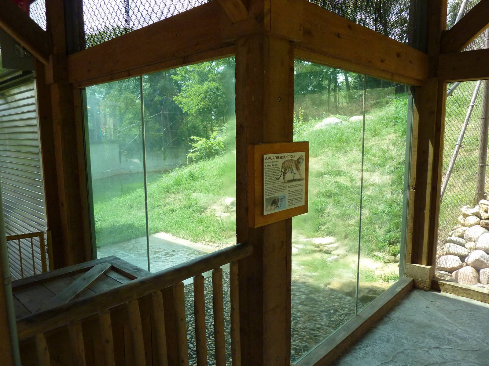 Amur Tiger Exhibit