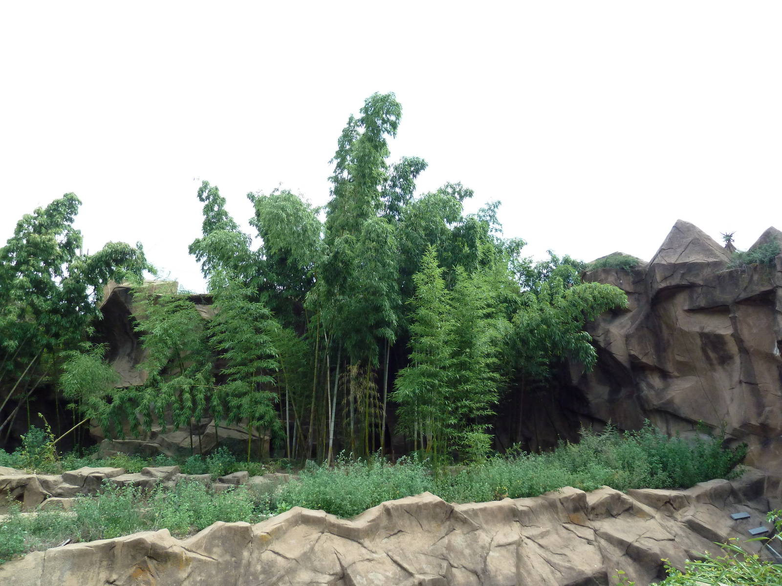 Amur Tiger Exhibit