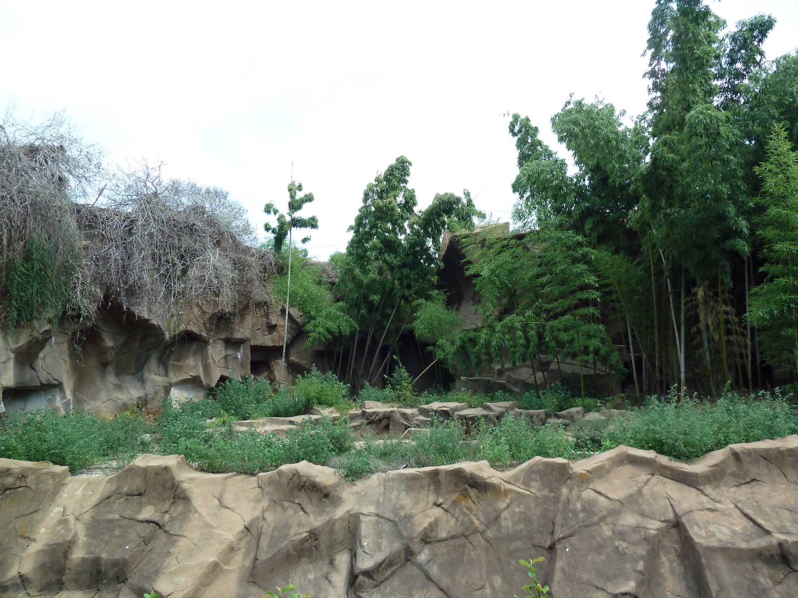 Amur Tiger Exhibit