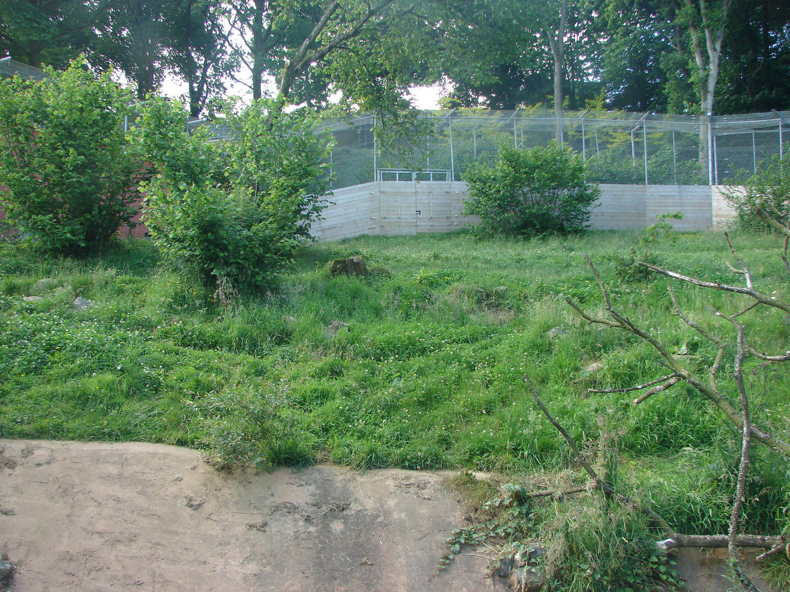 Amur Tiger exhibit