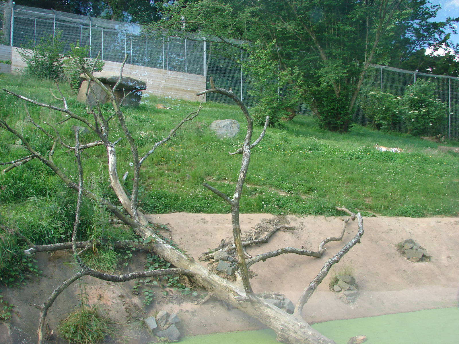 Amur Tiger exhibit