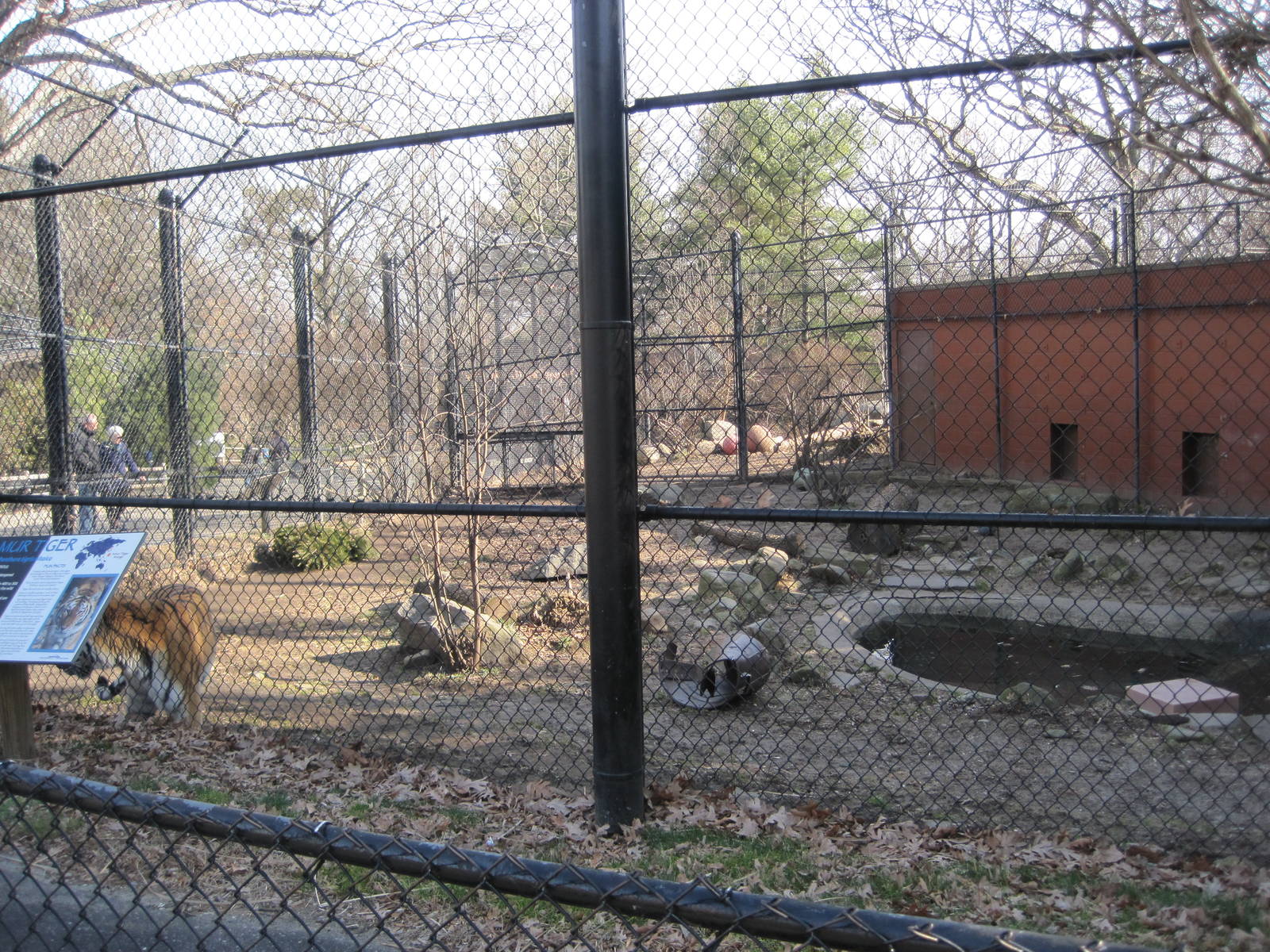Amur Tiger Exhibit