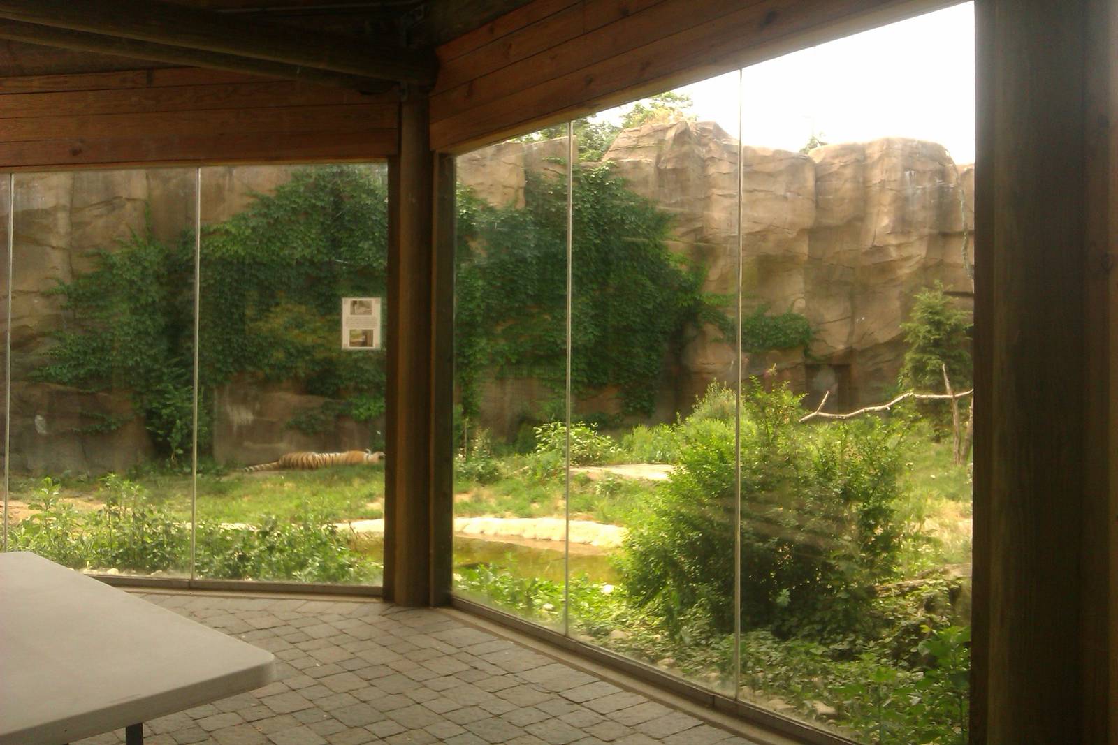 Amur Tiger Exhibit