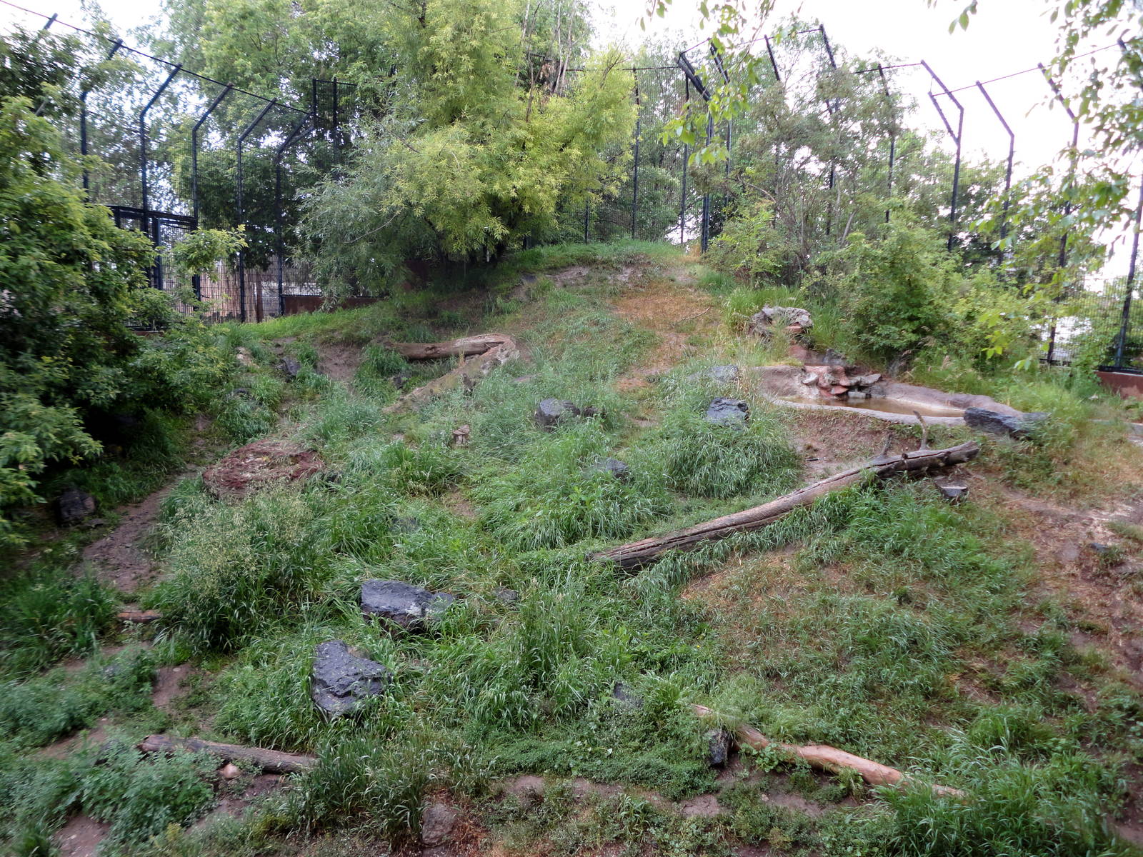 Amur Tiger Exhibit