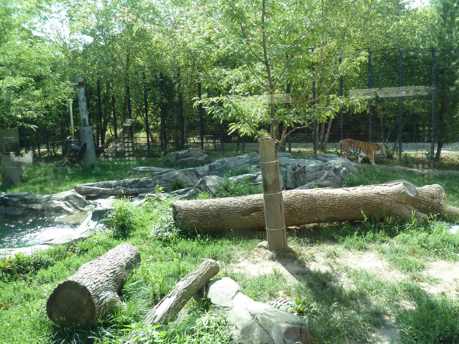 Amur Tiger Exhibit