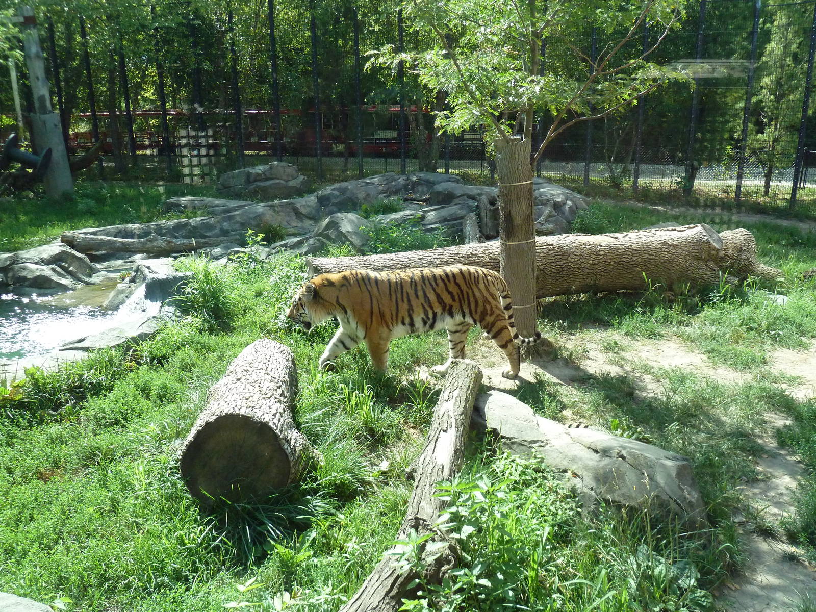 Amur Tiger Exhibit
