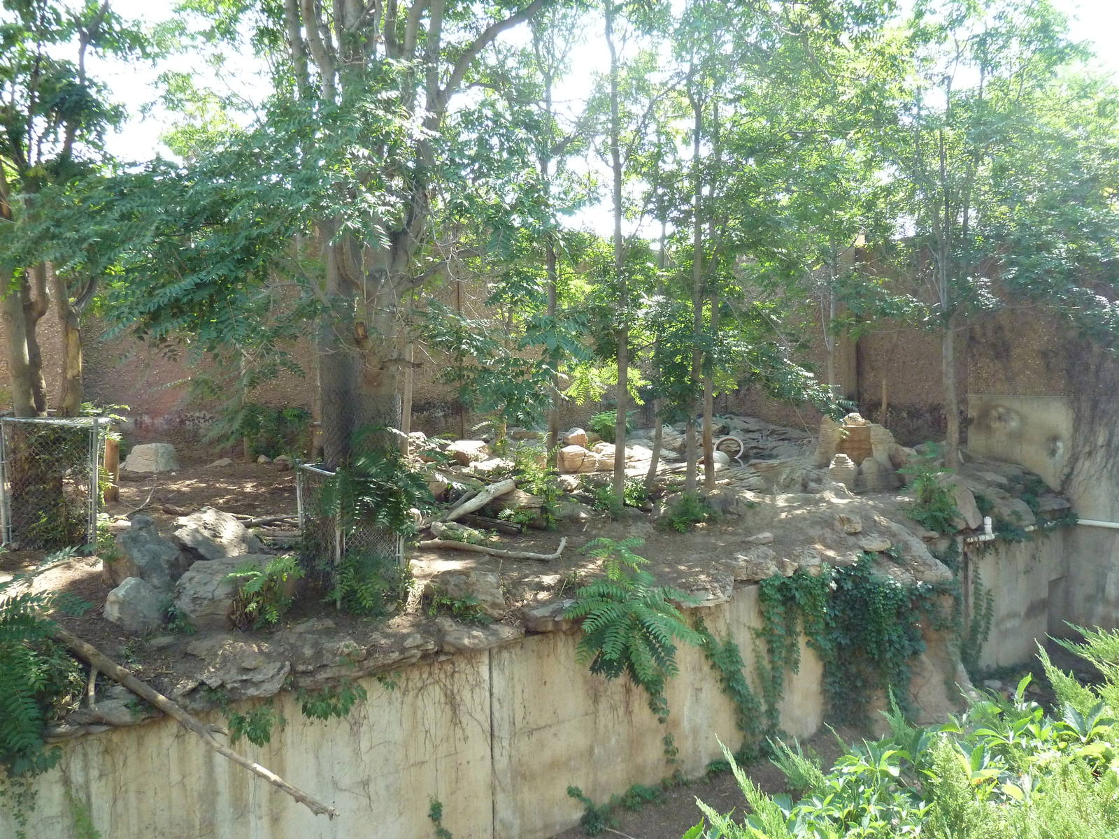 Amur Tiger Exhibit