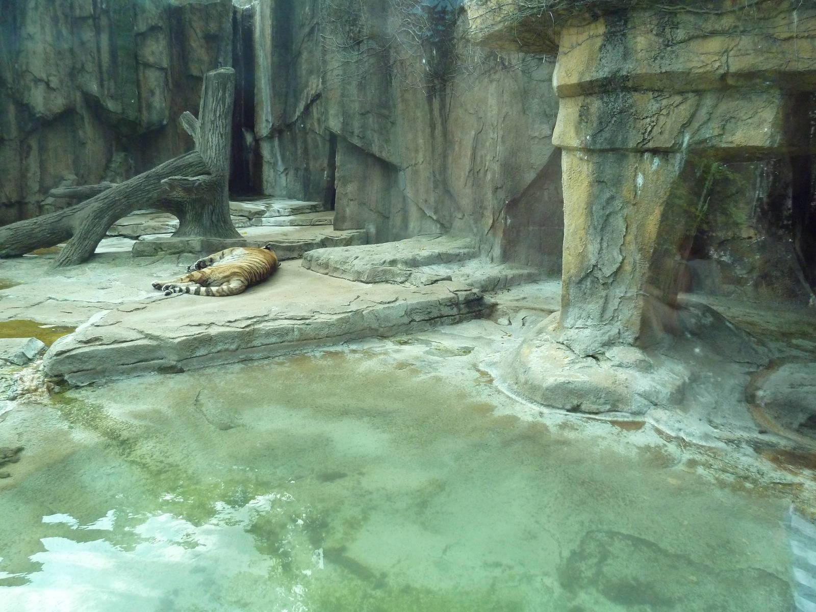 Amur Tiger Exhibit