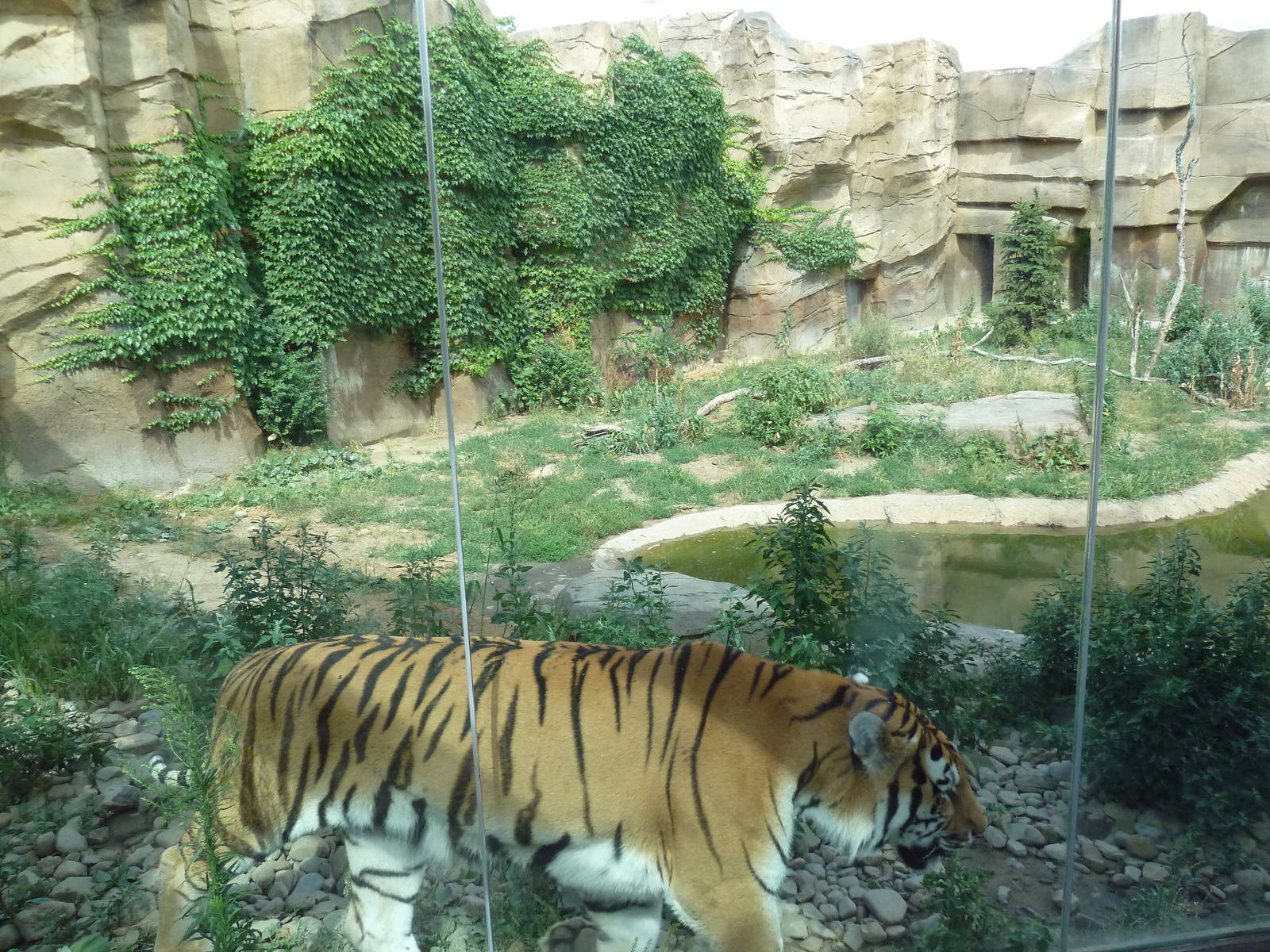 Amur Tiger Exhibit