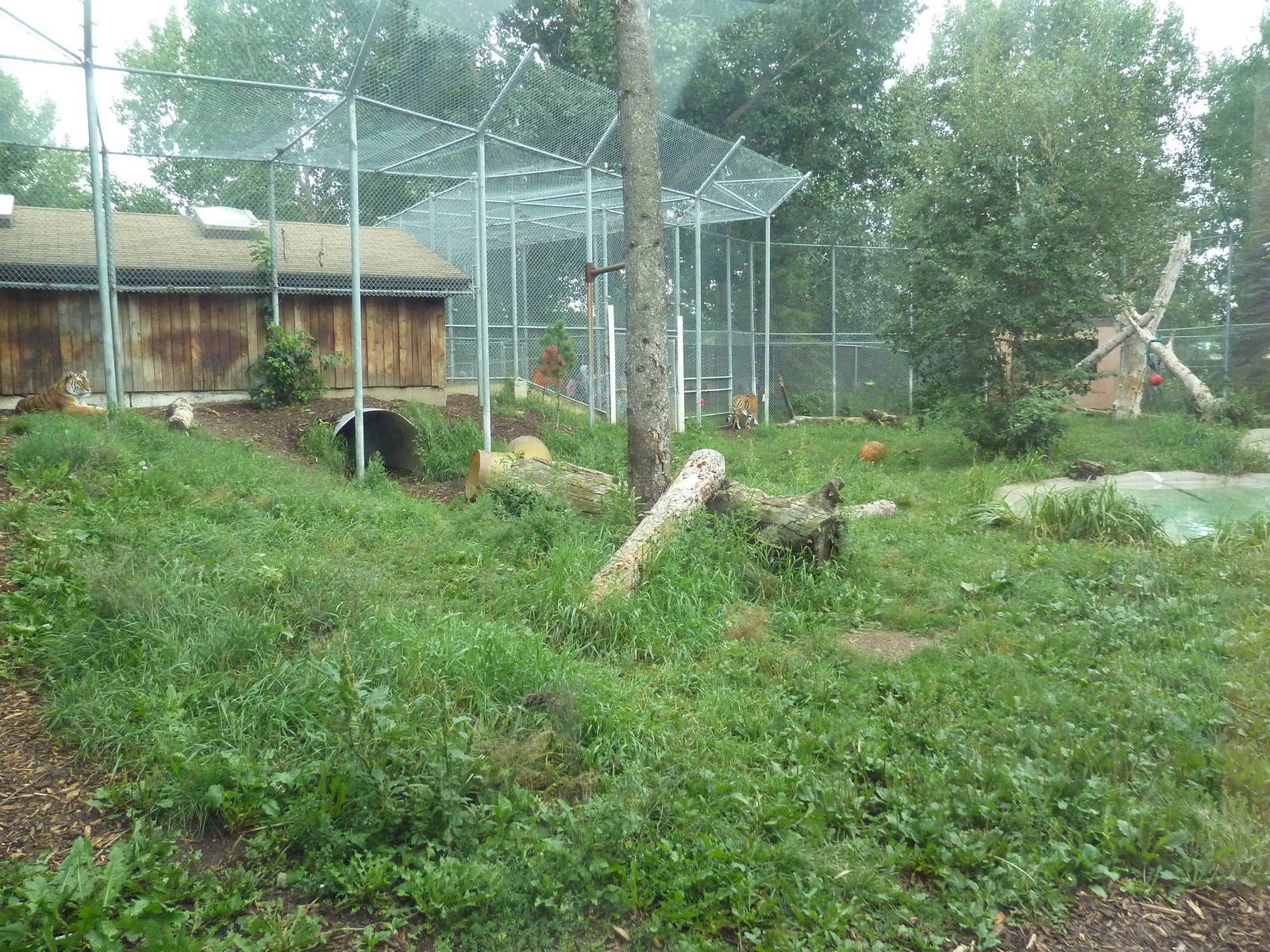 Amur Tiger Exhibit
