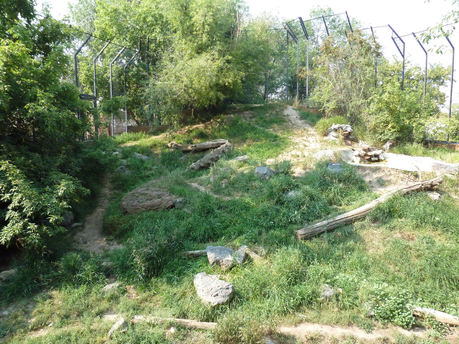 Amur Tiger Exhibit