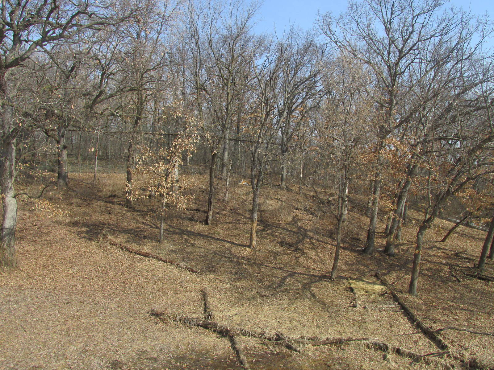 Amur Tiger Exhibit