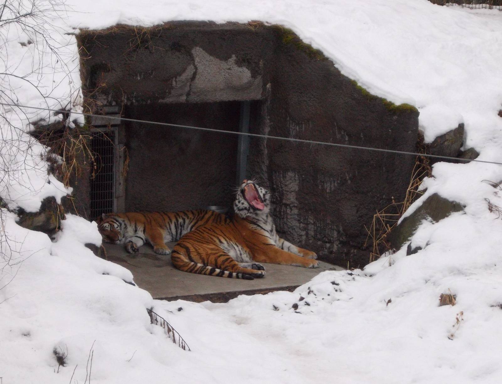 Amur Tiger Exhibit
