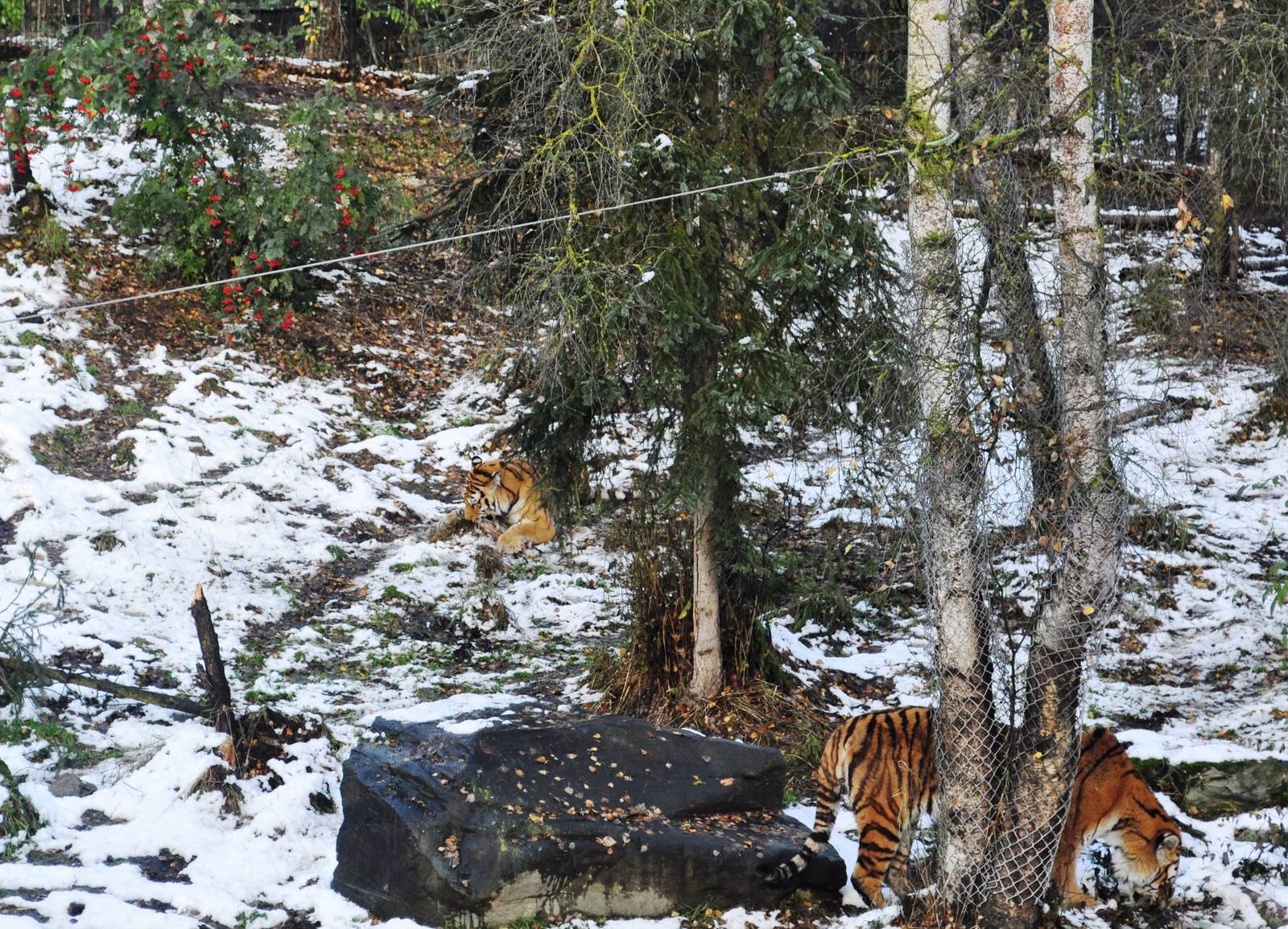 Amur Tiger Exhibit