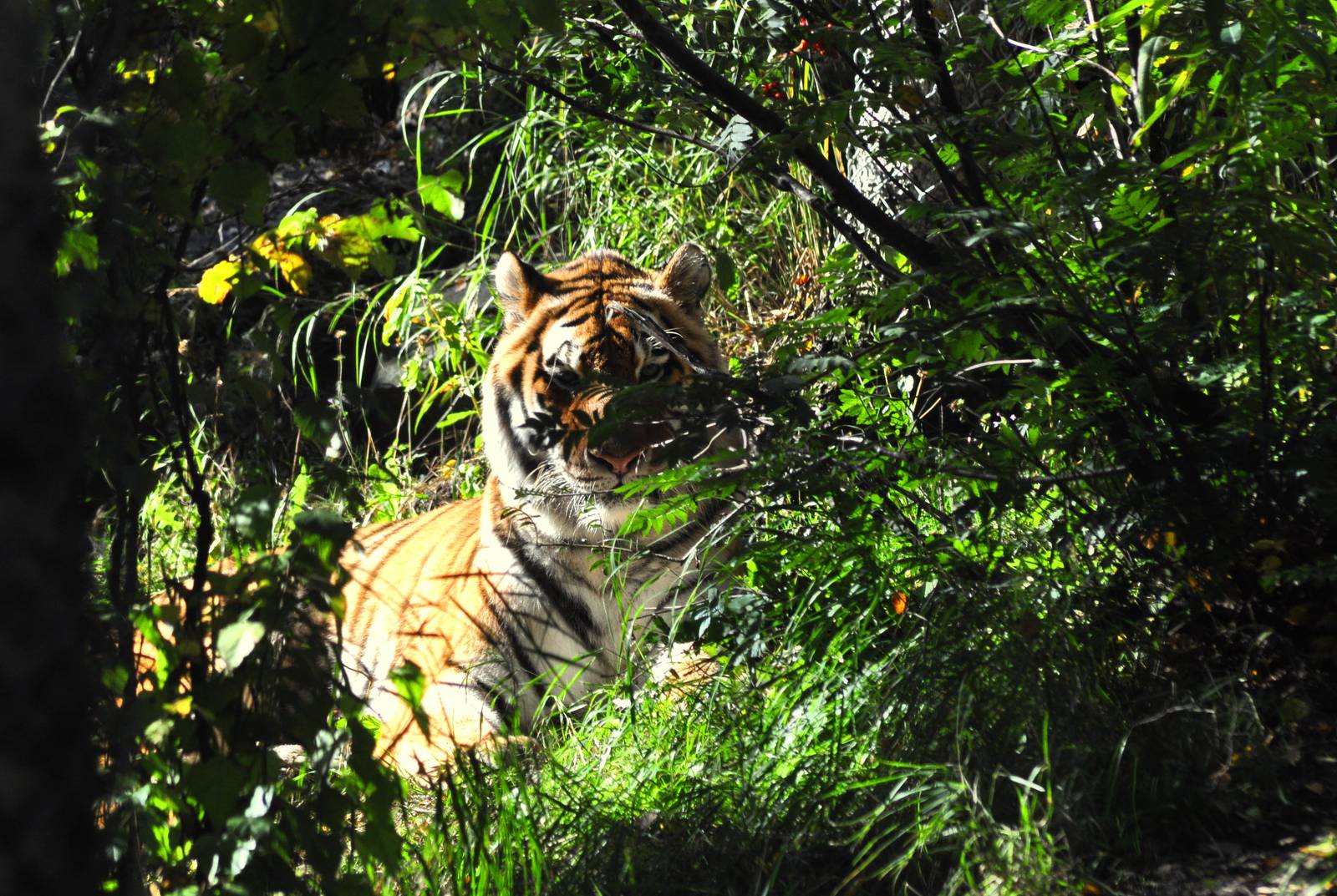Amur Tiger Exhibit