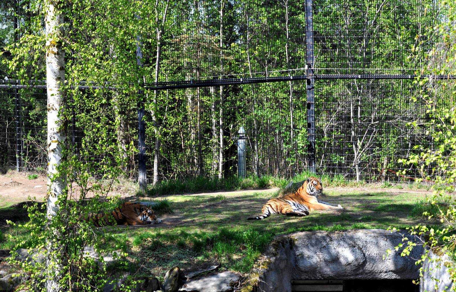 Amur Tiger Exhibit