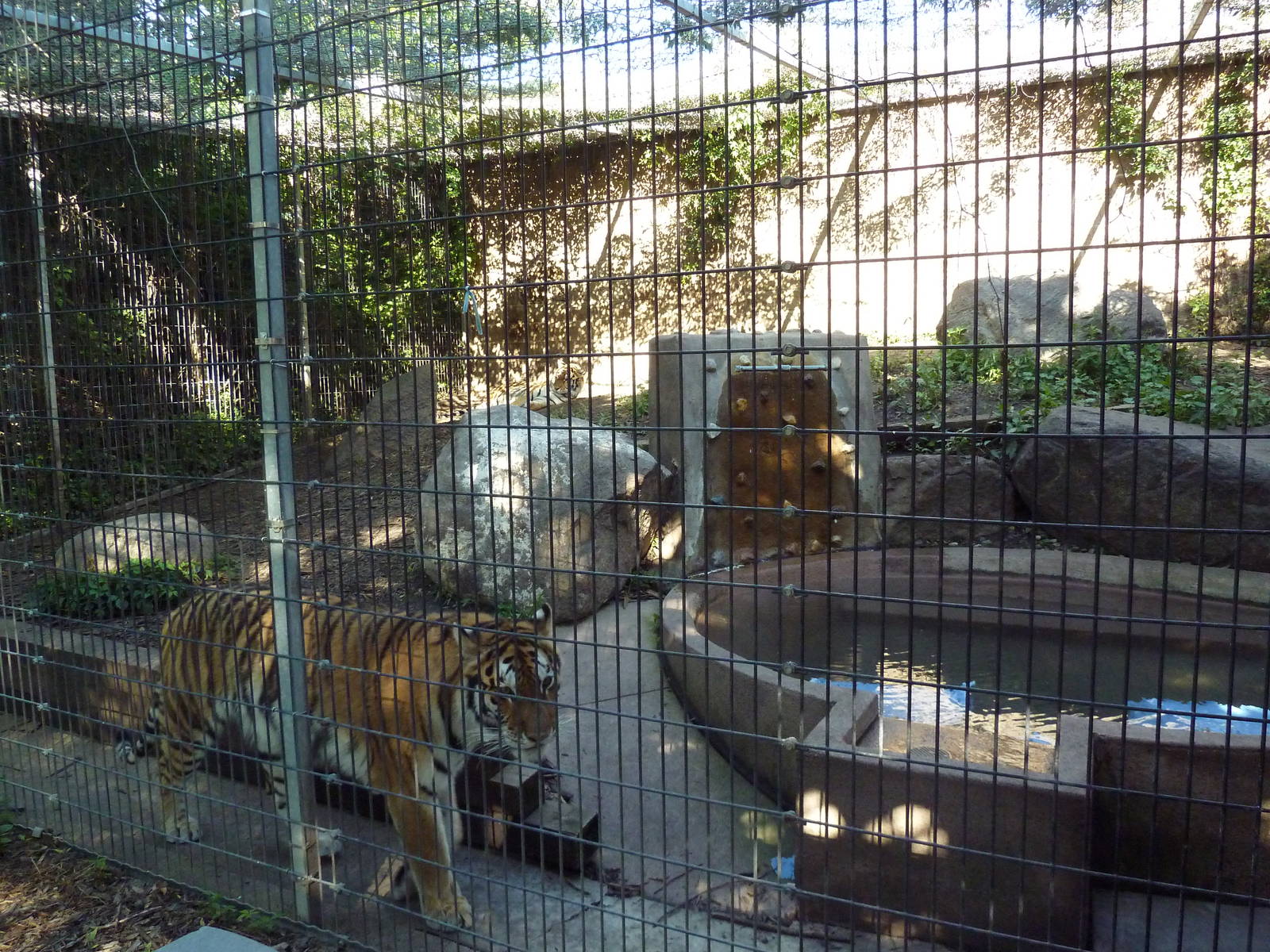Amur Tiger Exhibit