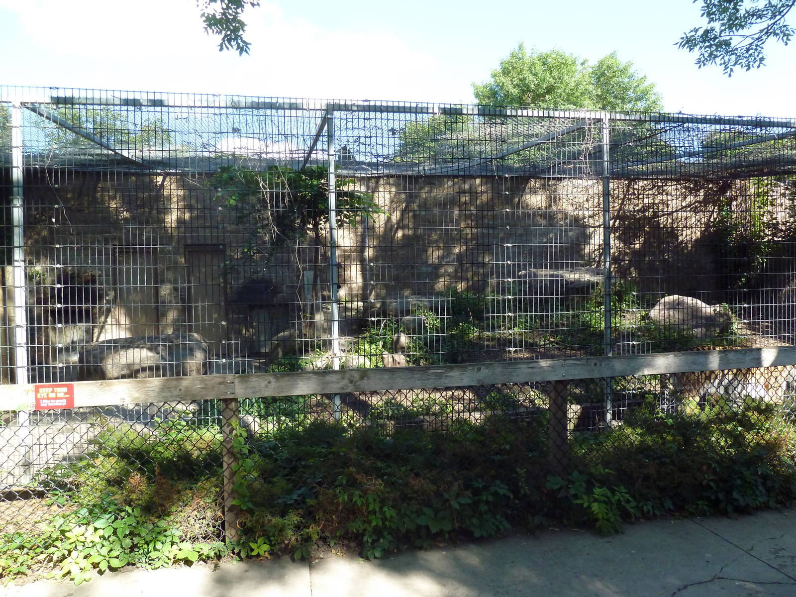 Amur Tiger Exhibit