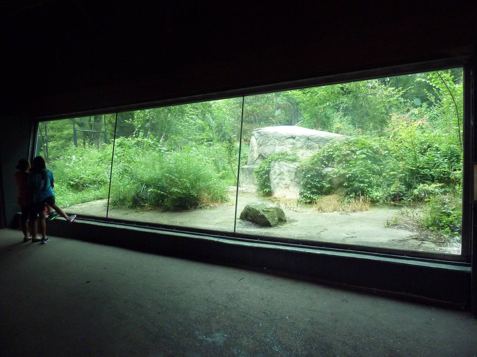 Amur Tiger Exhibit