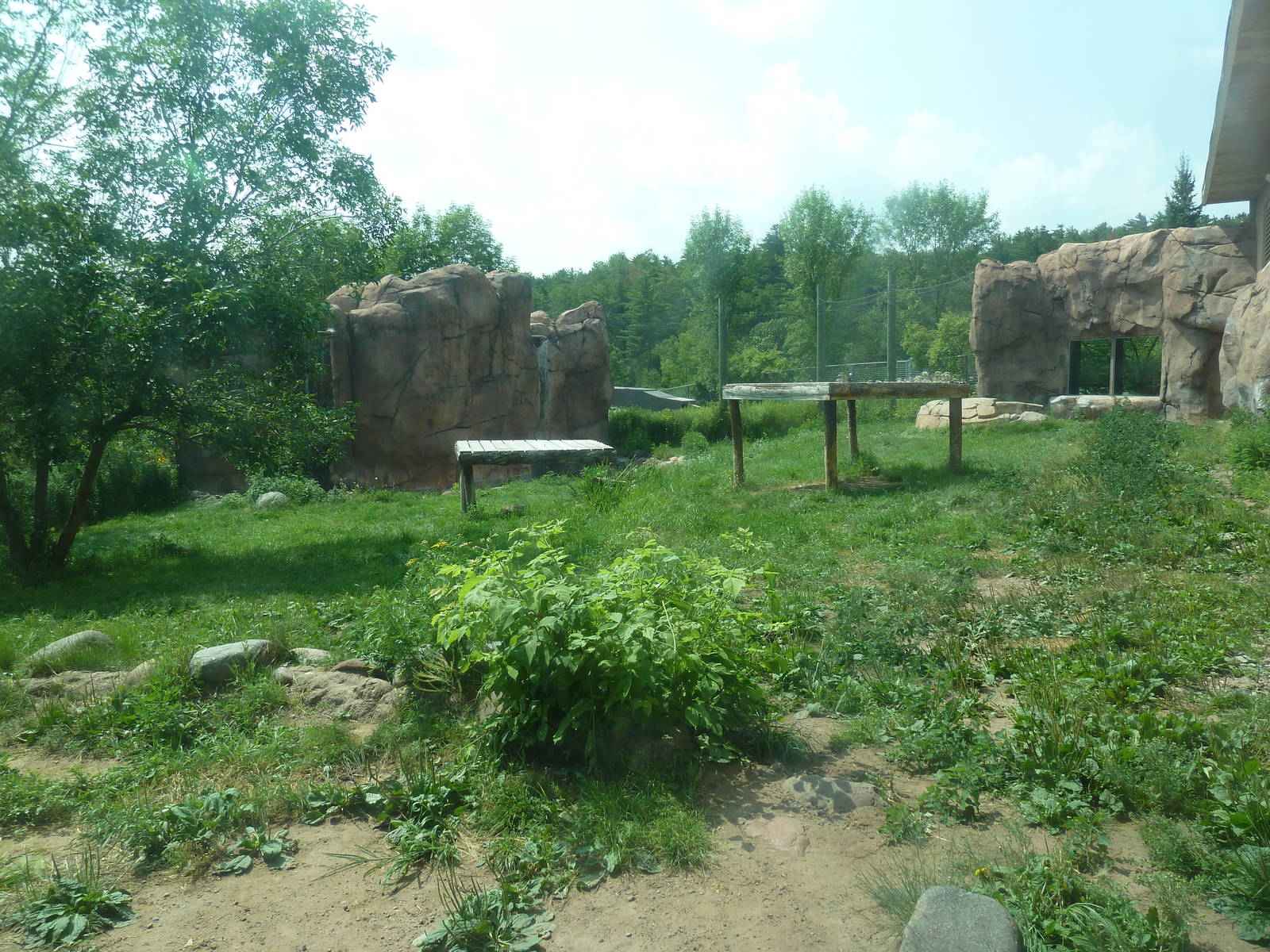 Amur Tiger Exhibit