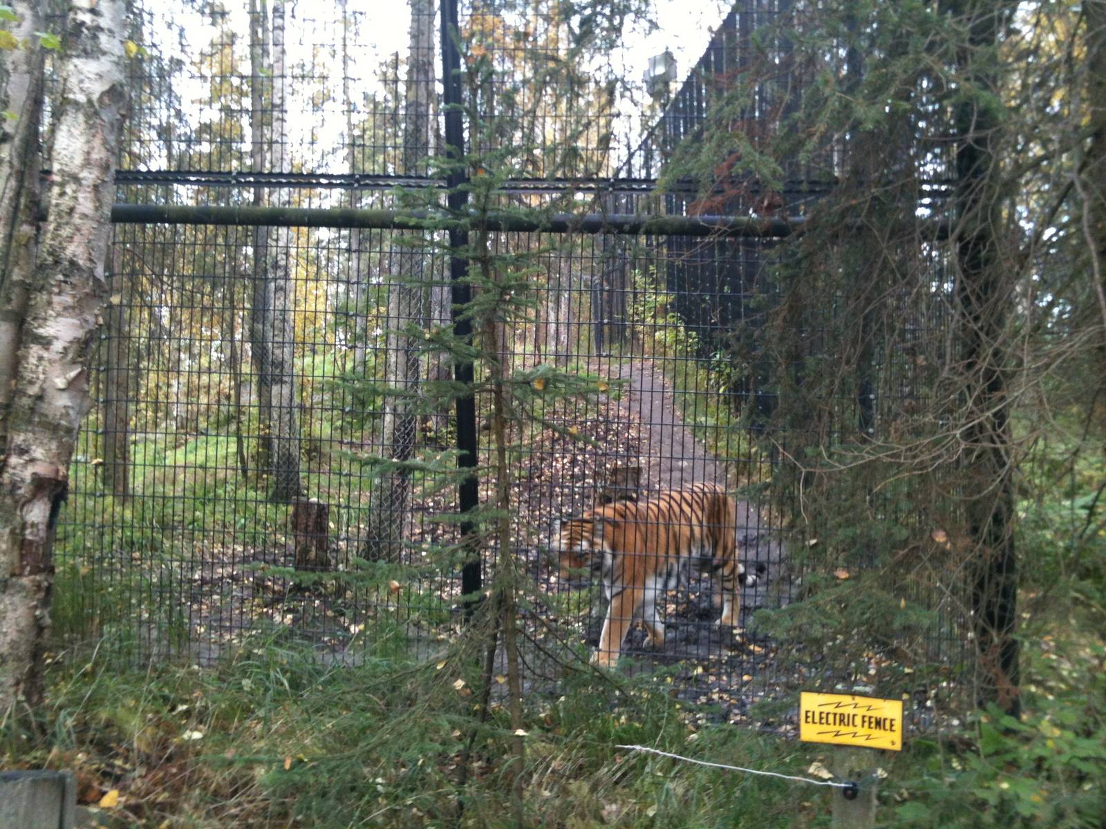 Amur Tiger Exhibit
