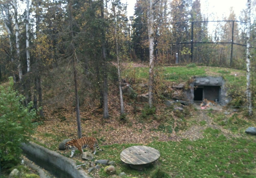 Amur Tiger Exhibit
