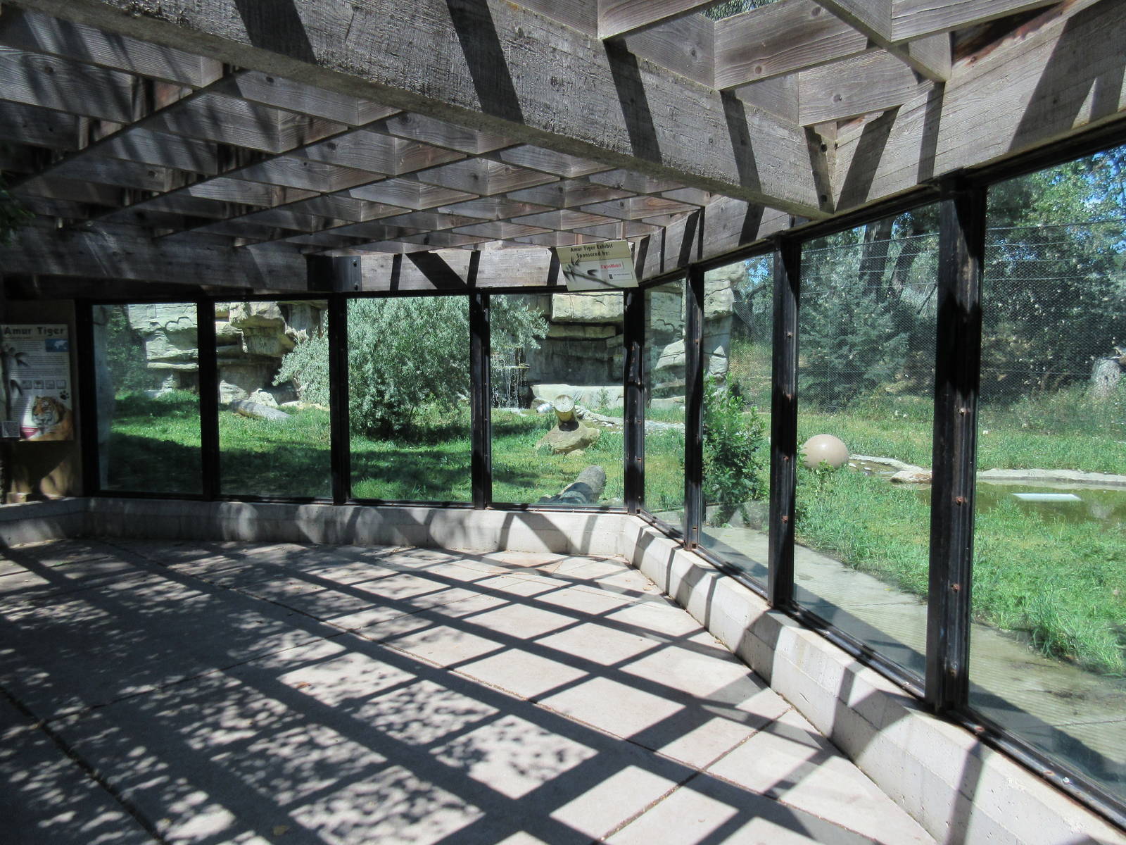 Amur Tiger Exhibit