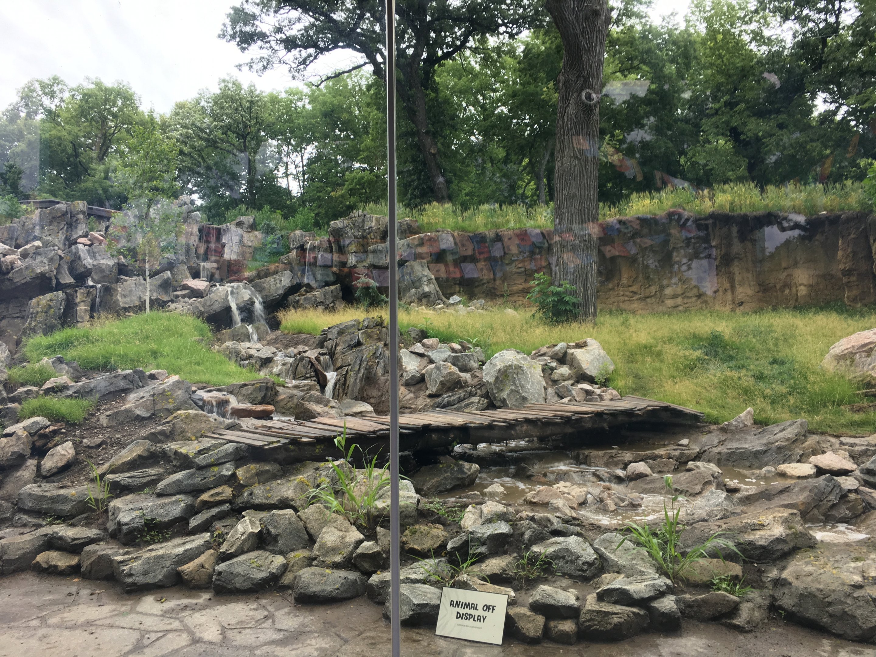 Amur tiger exhibit