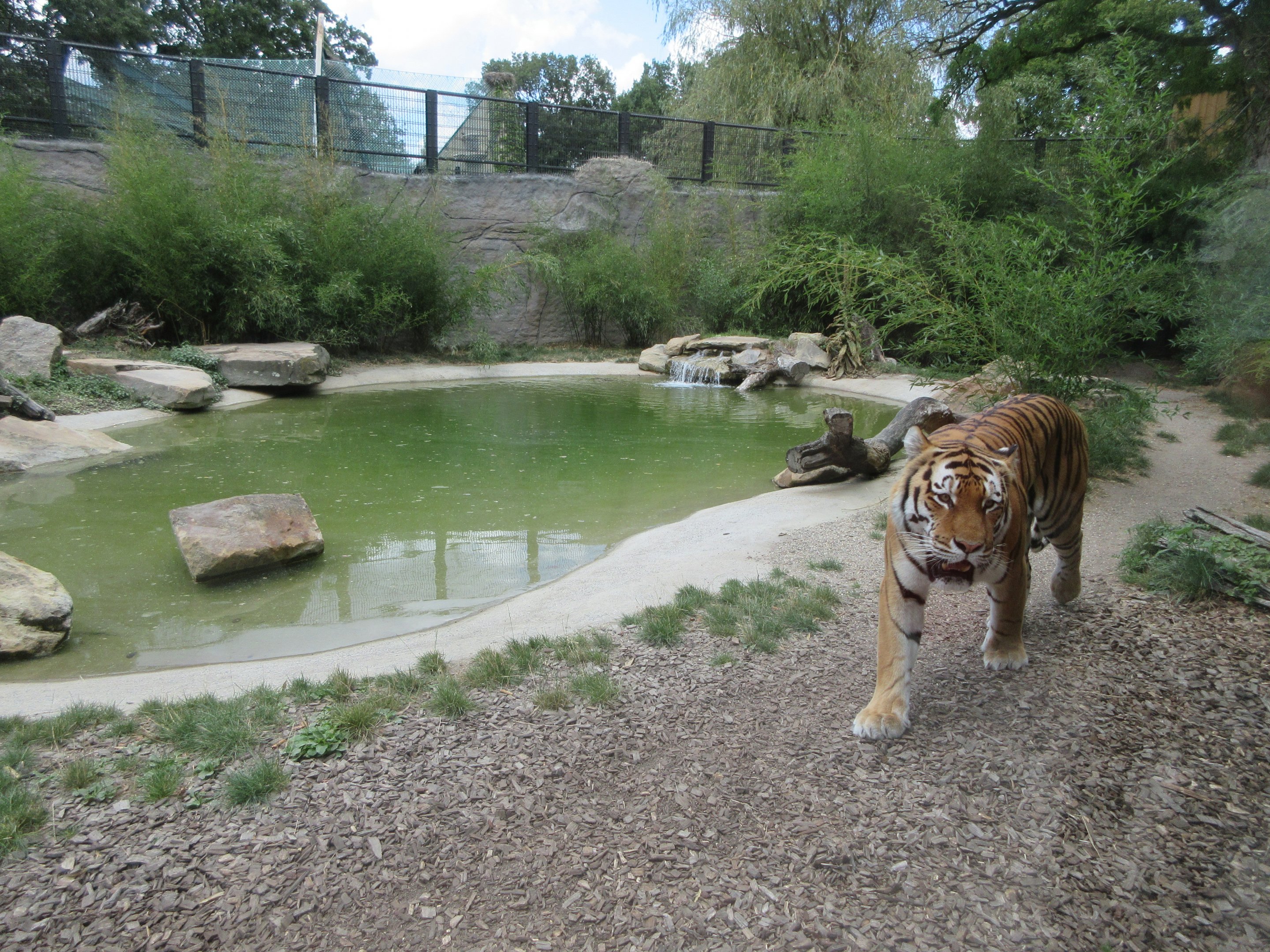 Amur Tiger Exhibit