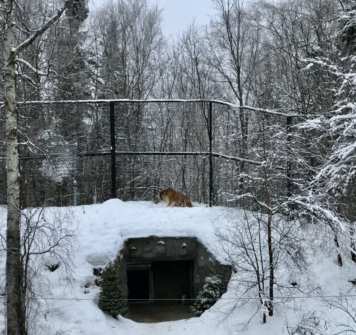 Amur Tiger Exhibit