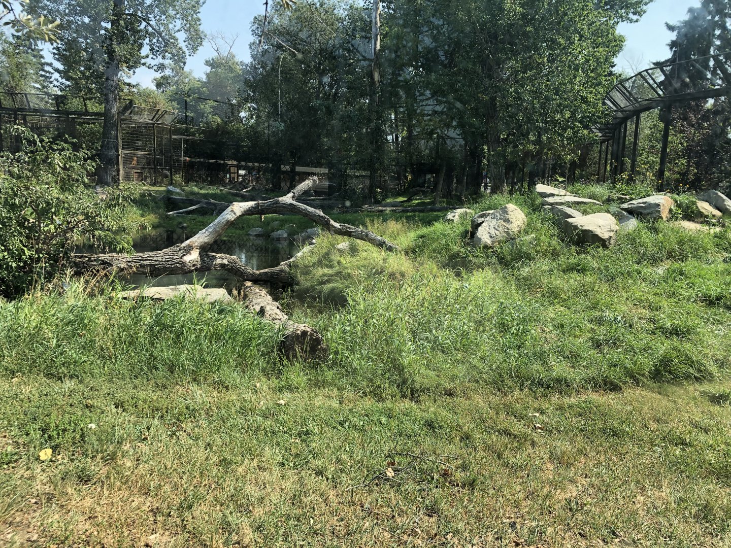 Amur Tiger Exhibit