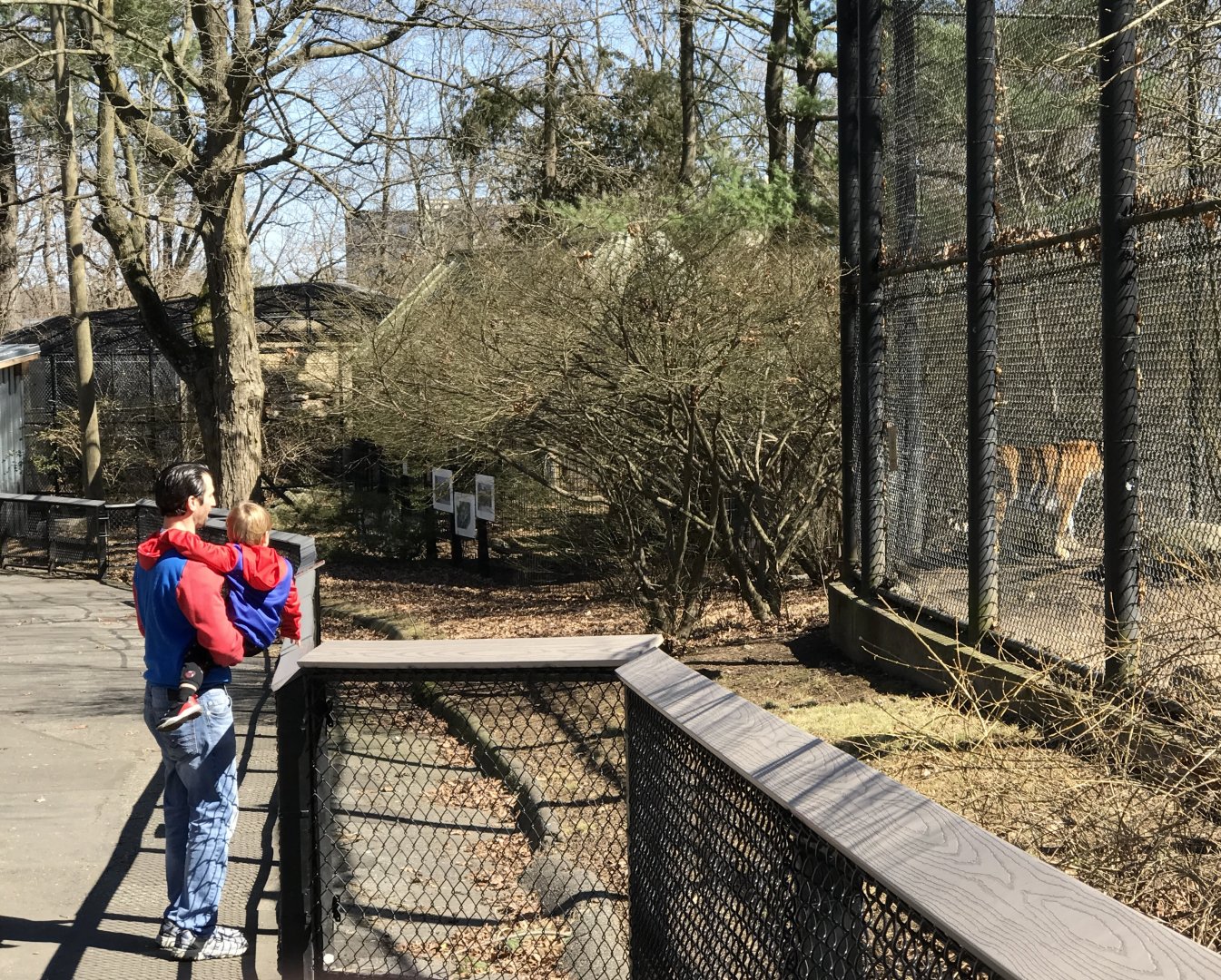 Amur Tiger Exhibit