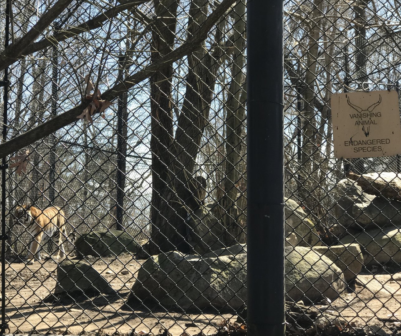 Amur Tiger Exhibit