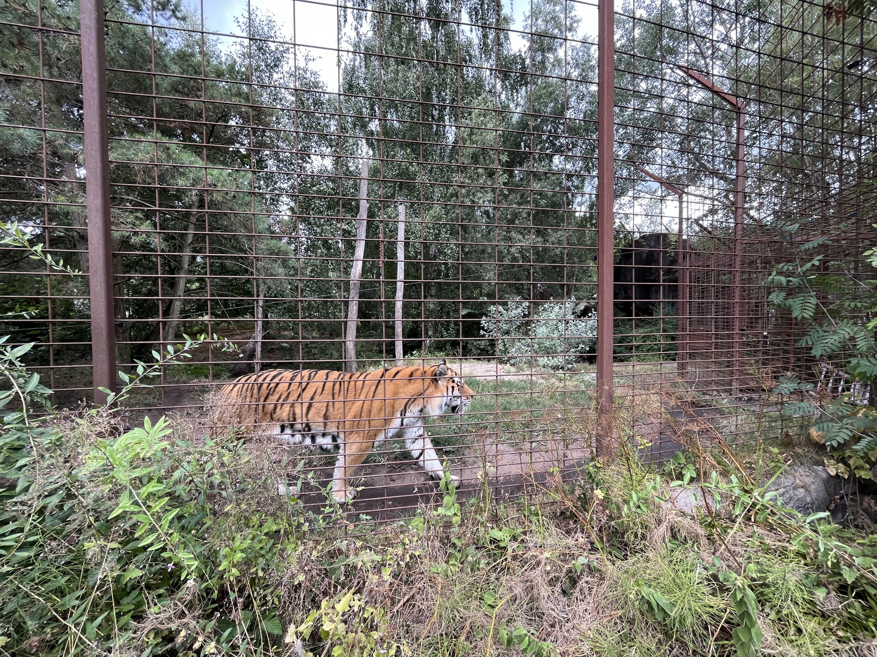 Amur Tiger Exhibit