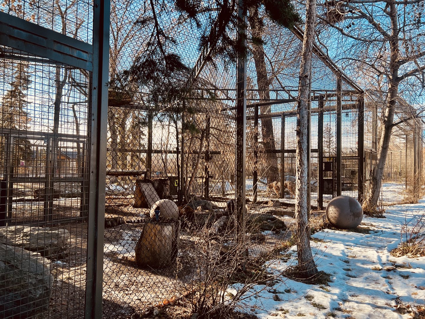Amur Tiger Exhibit