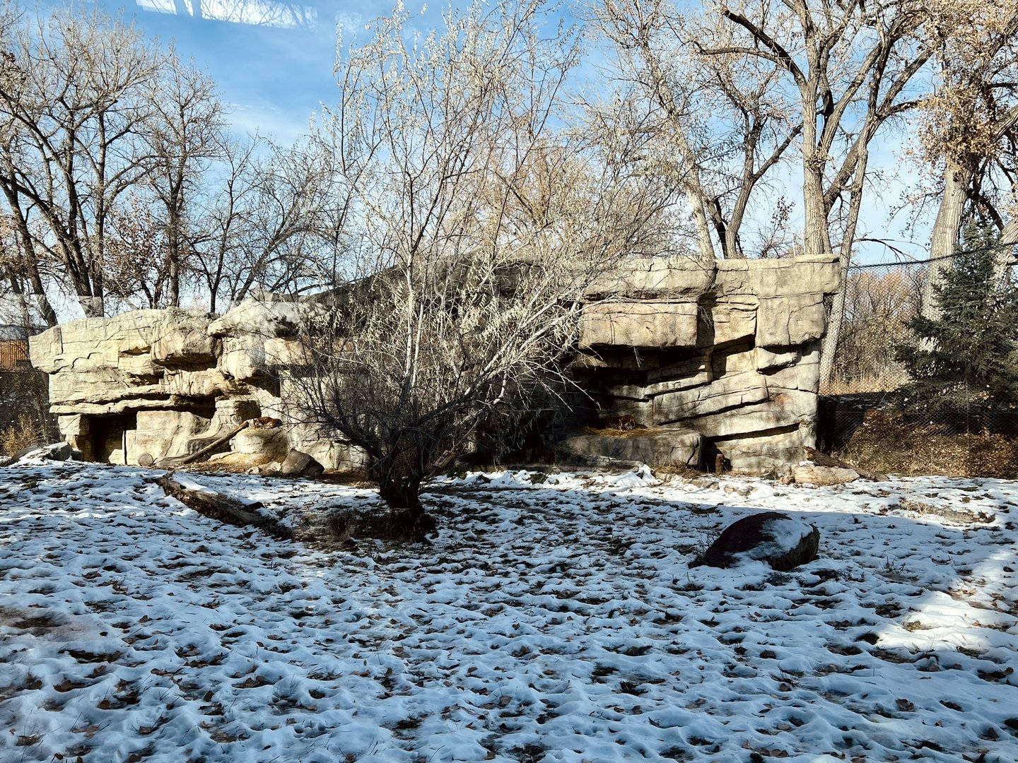 Amur Tiger Exhibit