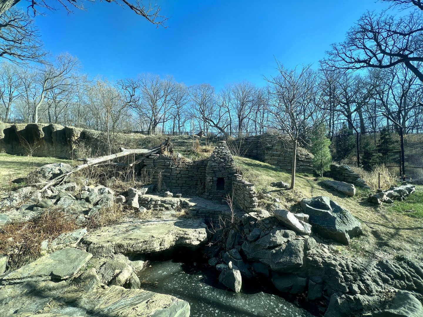 Amur Tiger Exhibit